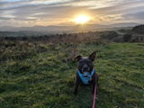 Peggy The Patterdale review photo