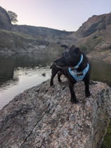 Peggy The Patterdale review photo