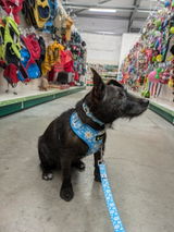 Peggy The Patterdale review photo