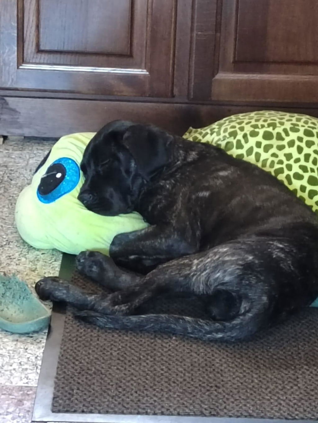 Crocchette MONOPROTEICHE per CUCCIOLI Con Maiale e Cereali Integrali
