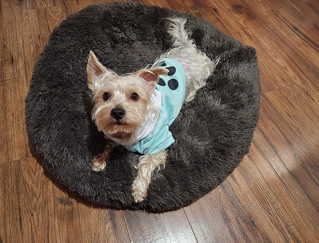 Pet Showcase