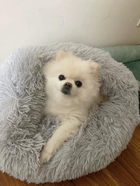 Pet Showcase