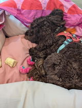 Maddie review photo