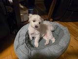 Beebee review photo
