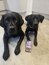 SULLY AND ODE review photo