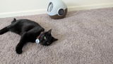 Cat Mom review photo