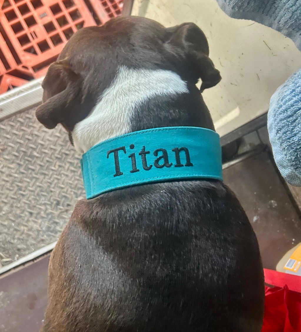 Martingale Collar - Lagoon Teal