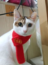 Ling review photo