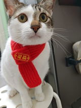 Ling review photo