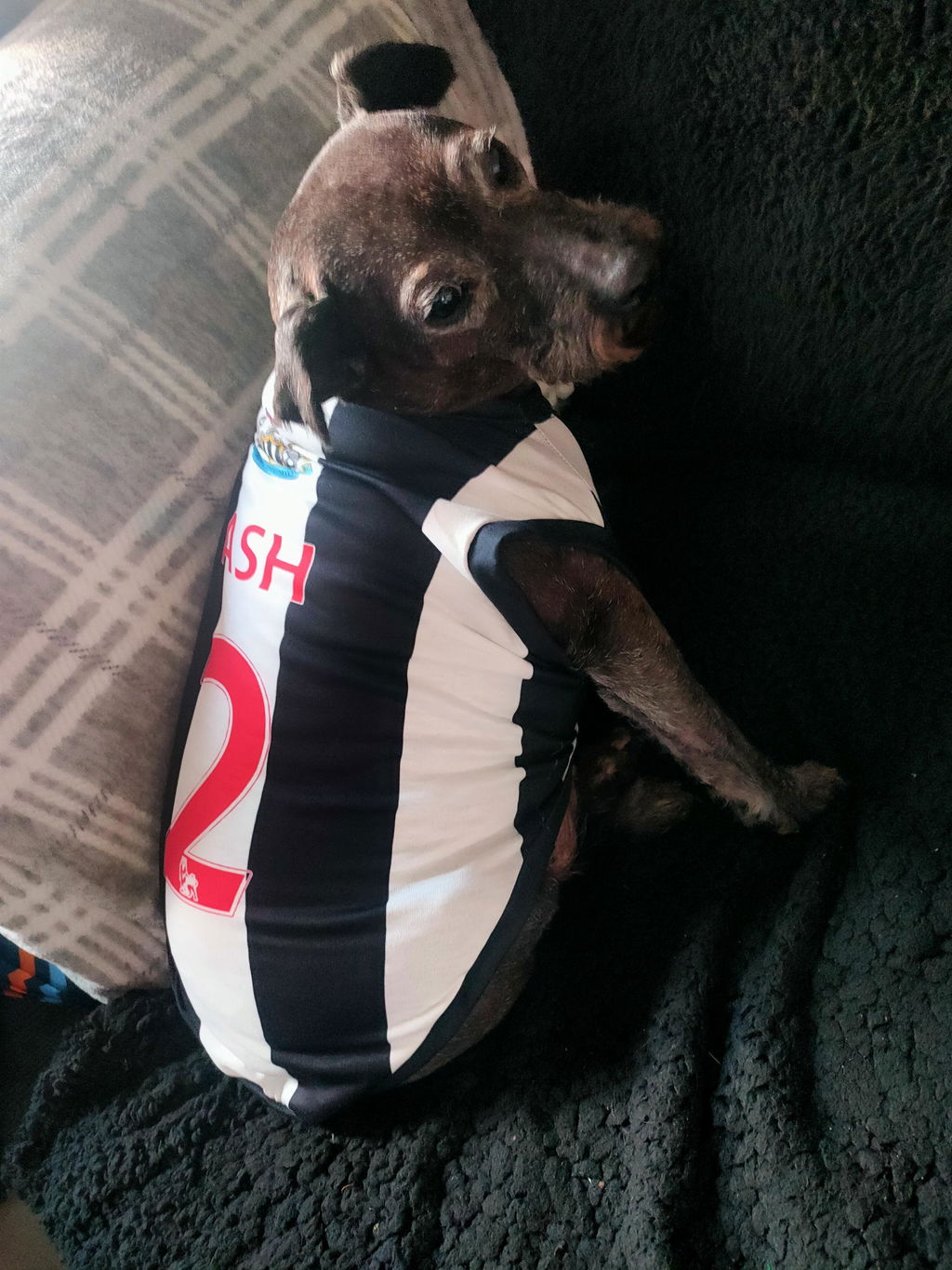Newcastle United FC Personalised Football Tank Top for Dog and Cat