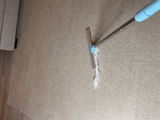 Delphine S. review photo
