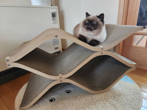 Cat Cellar