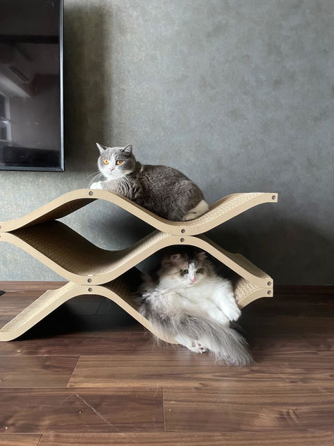 Cat Cellar