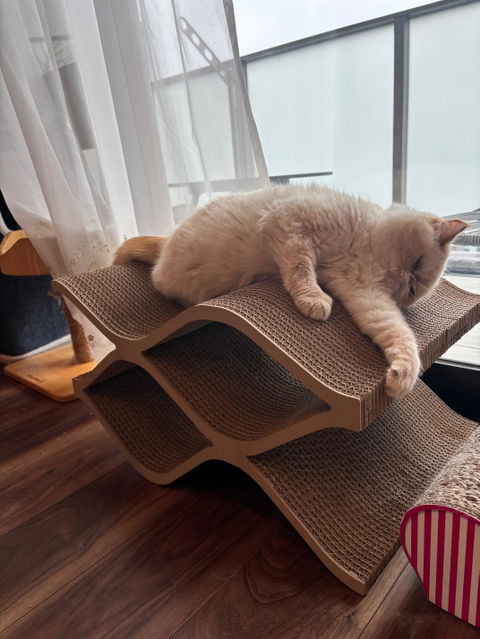 Cat Cellar