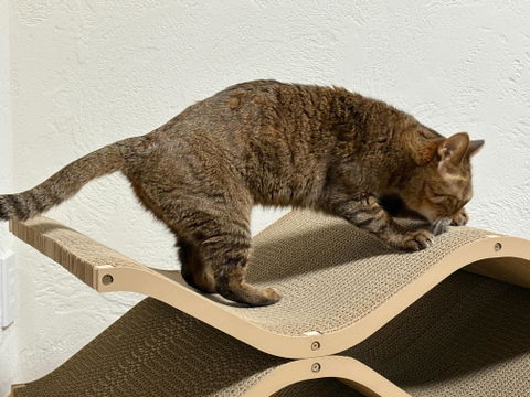 Cat Cellar