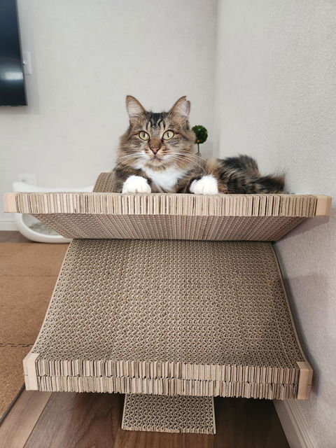 Cat Cellar