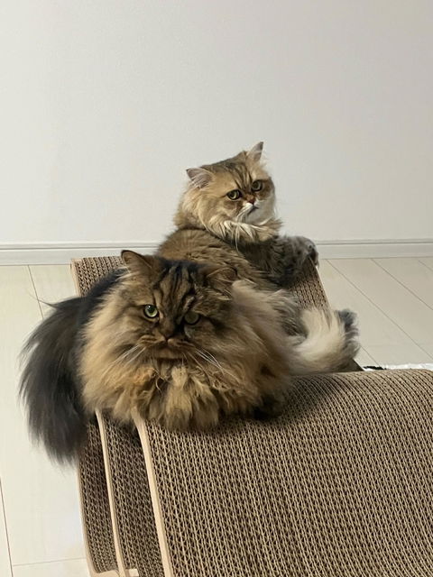 Cat Cellar