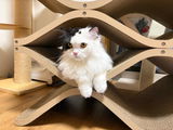ちゅらるあママ review photo