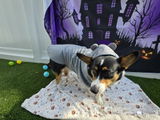 Mandu the Corgi review photo