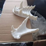Tiffa Absol review photo