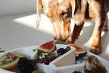 @TheBloomingPup review photo