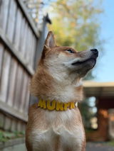 Bella review photo