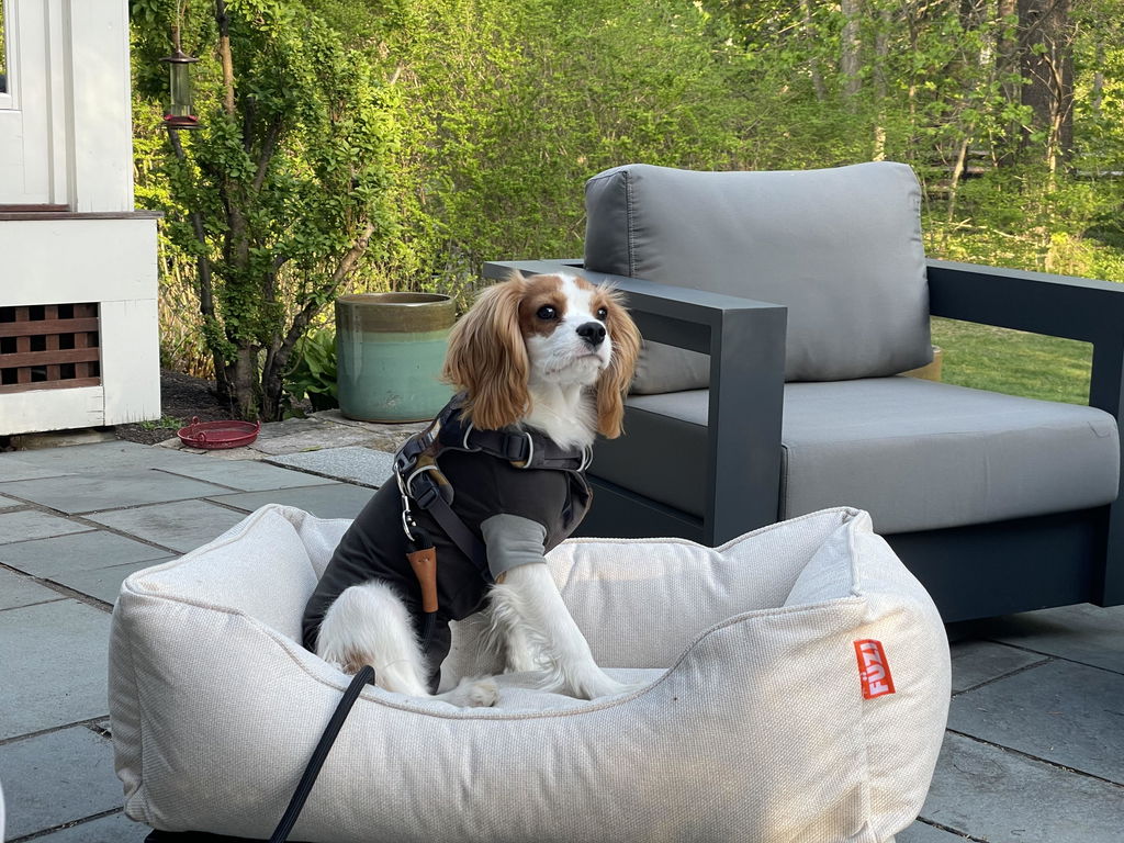 The FÜZI Elevated Dog Bed