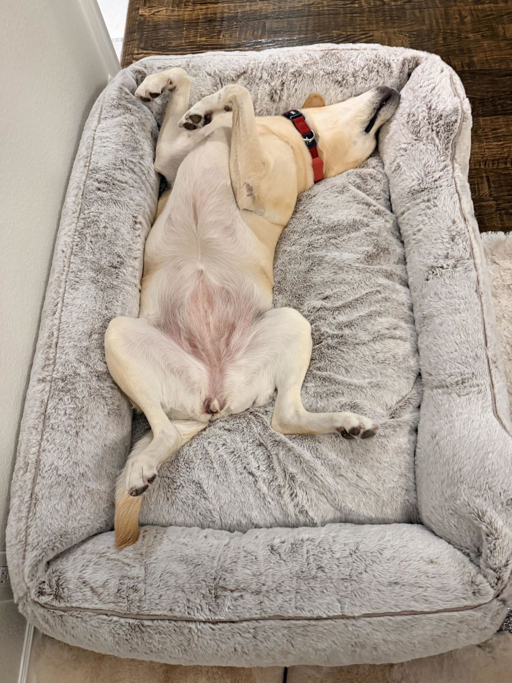 The FÜZI Elevated Dog Bed