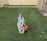 Westie review photo