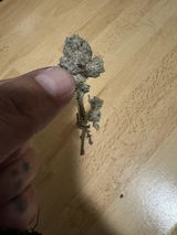 Jens review photo
