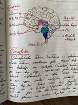 H.N.D. review photo