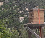 Honey Cat Homestead review photo