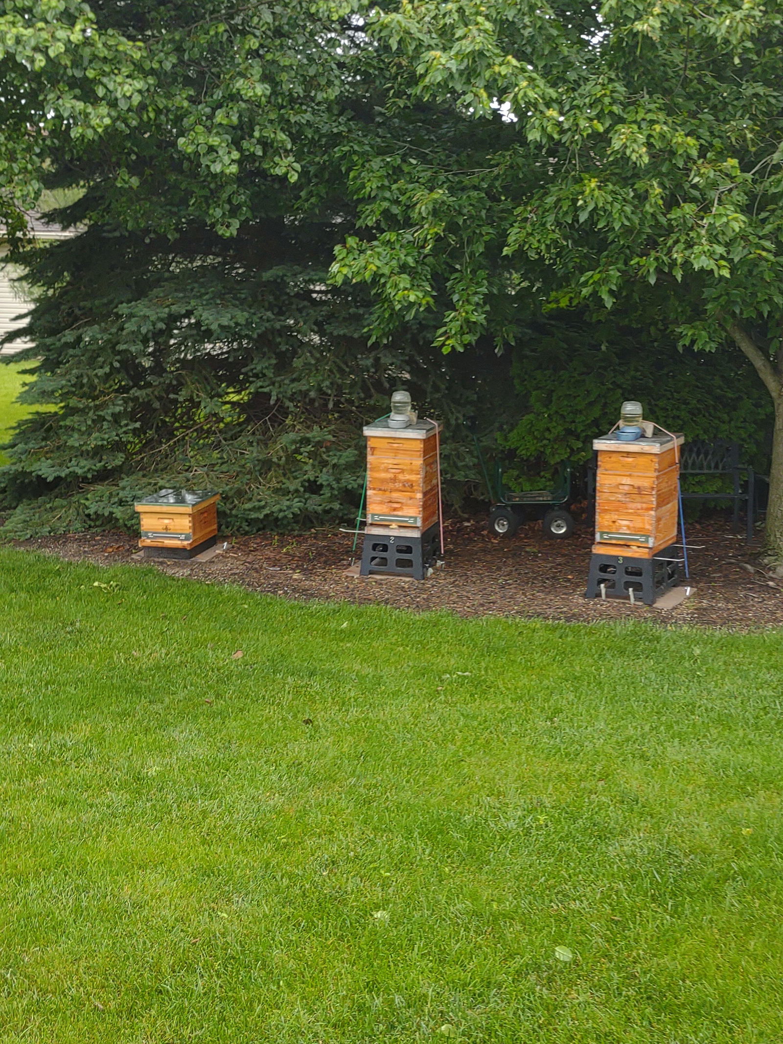 Hoover Hives 10 Frame Full Hive - 1 Deep Brood Box Starter Kit