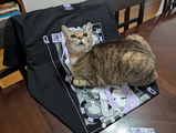 Tria C. review photo