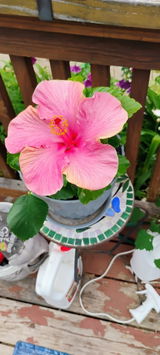 Kathi review photo
