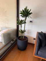 Dracena Golden Dream Trio XXL + Macetero Bruma - Elige tu color