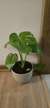 Monstera Deliciosa L+ Macetero Cuenco - Elige tu color