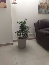 Ficus Anastasia XL