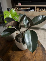 Monstera Deliciosa L+ Macetero Cuenco - Elige tu color