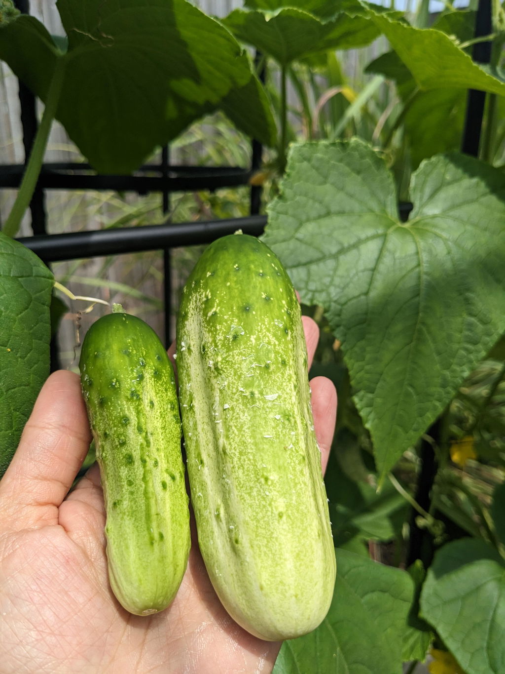 (Samcart) 10 Essential Seeds with Shipping