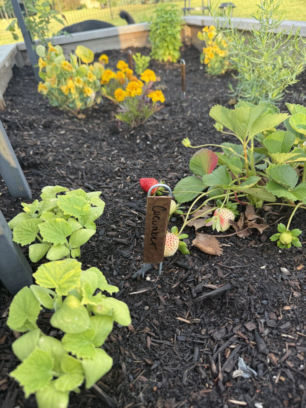 Copper Hairpin Plant Labels (12”)