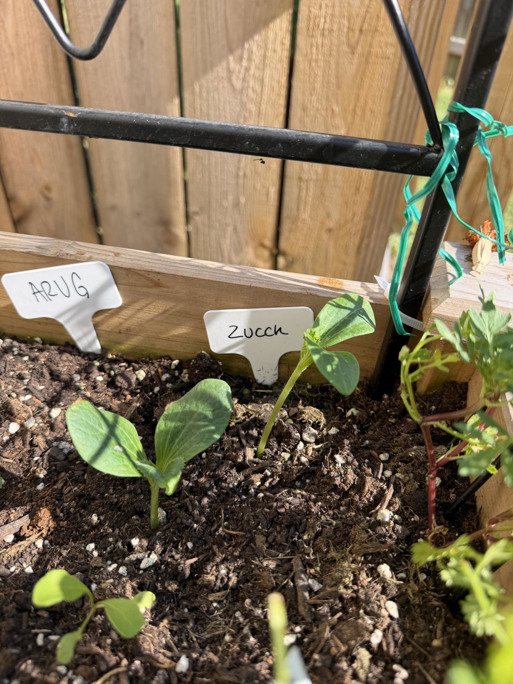 10 Essential Garden Seeds - Free with Shipping