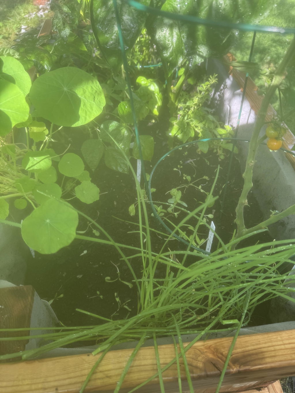 Fall Garden - 10 Essential Seeds