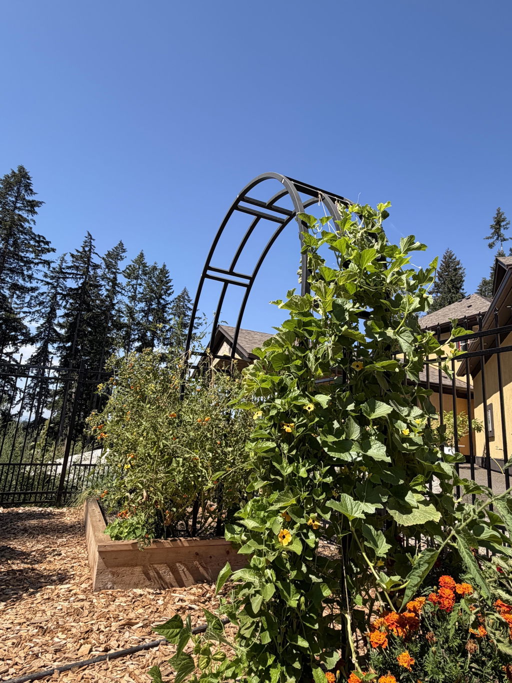 Nicole Arch Trellis