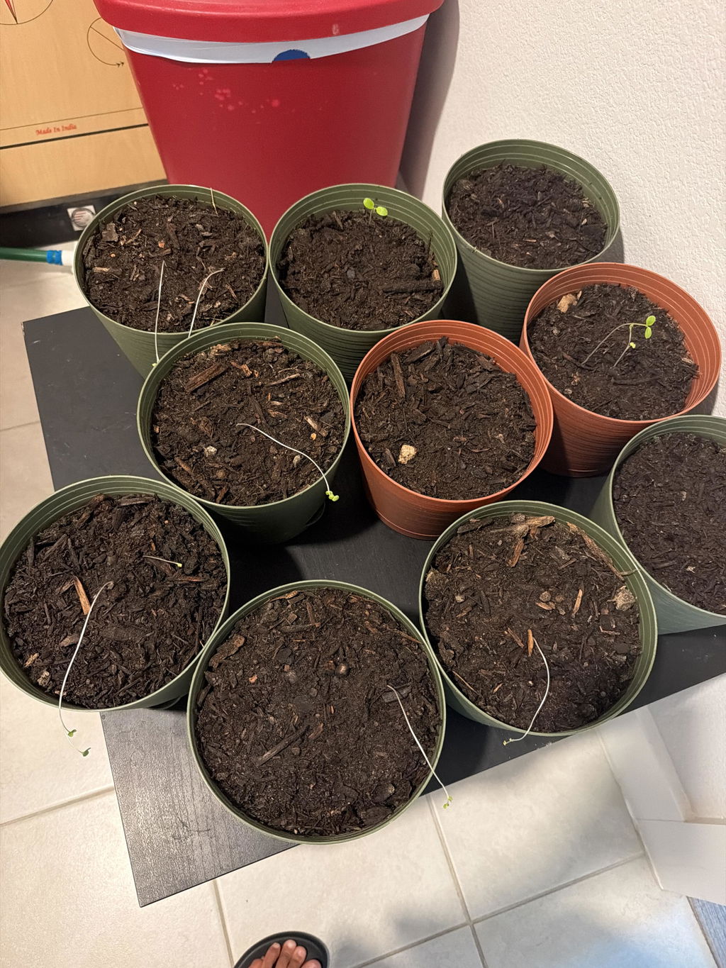 Fall Garden - 10 Essential Seeds