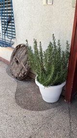 יערה ייגר review photo