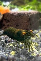 Elbe review photo