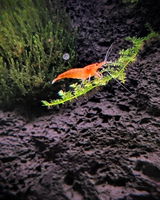 Carolin Ebeling review photo