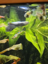 Michael Schulze review photo