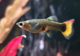 Detlef Huth review photo